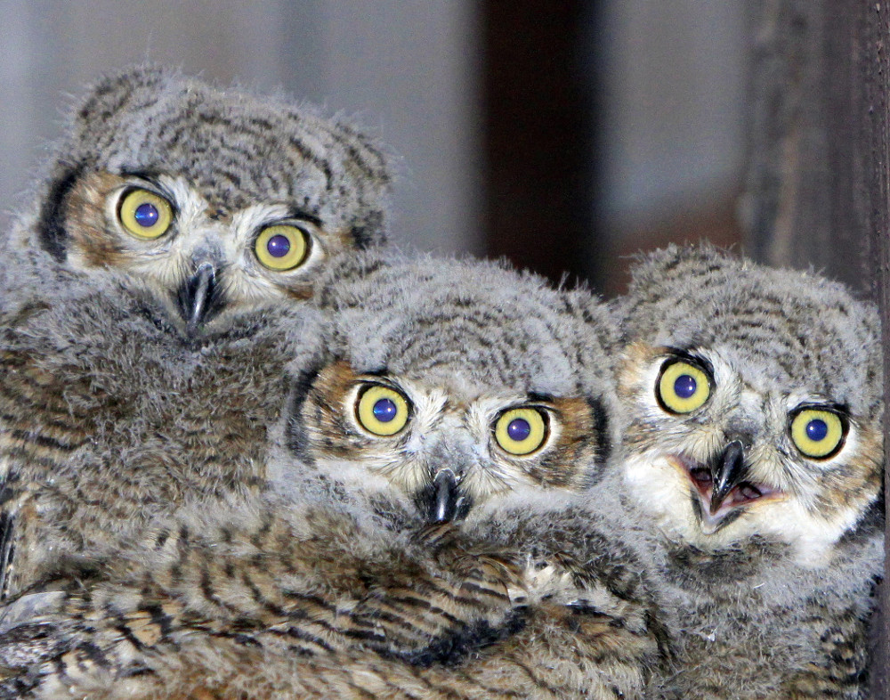 Baby Owls