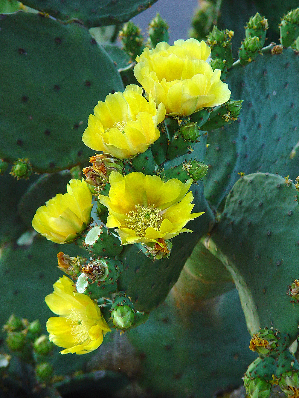 Cactus Flowers